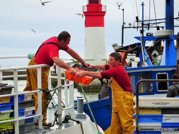 Débarquement de la pêche