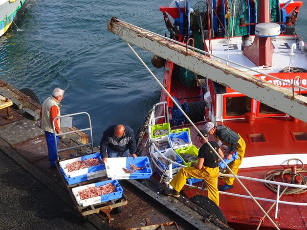 Débarquement de la langoustine